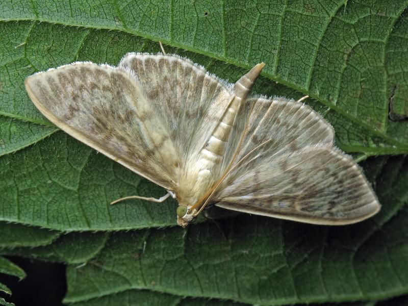Pleuroptya ruralis (Scopoli, 1763)